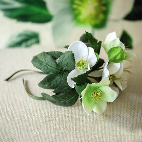 Hellebore Bundle