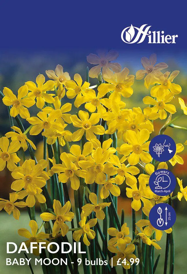 Daffodil Bulbs Baby Moon