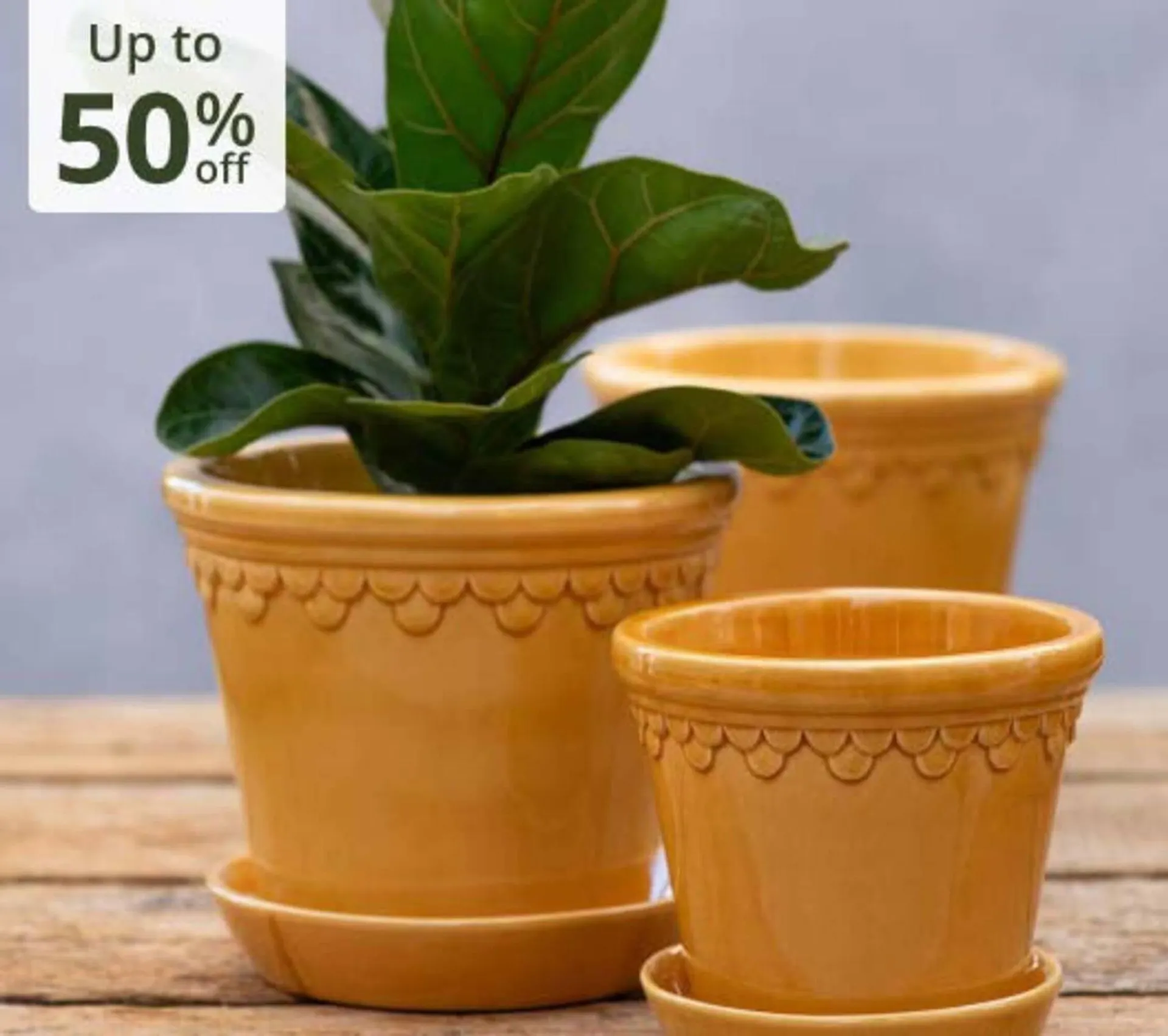 Crocus leaflet from 21 October to 8 November 2025 - Catalogue Page 8