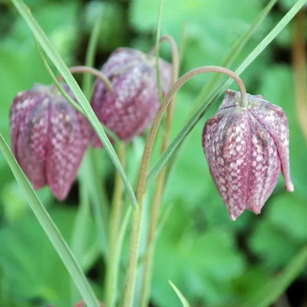 Fritillaria Meleagris 9cm