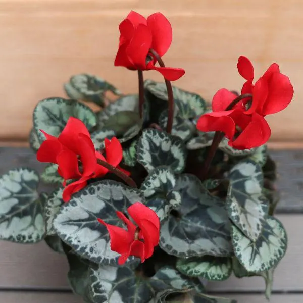 Cyclamen Silverleaf - Red 10.5cm