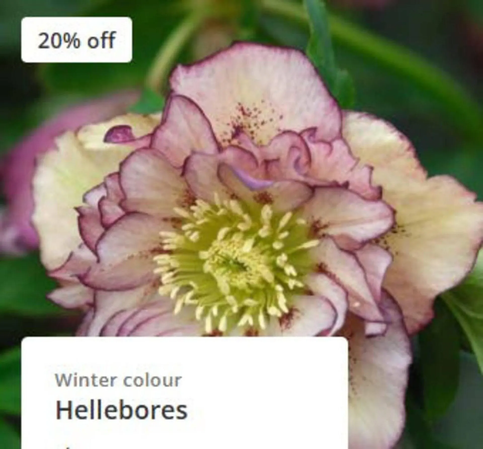 Crocus leaflet from 19 November to 7 December 2025 - Catalogue Page 2