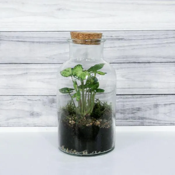 Bottle Garden 10cm x 20cm