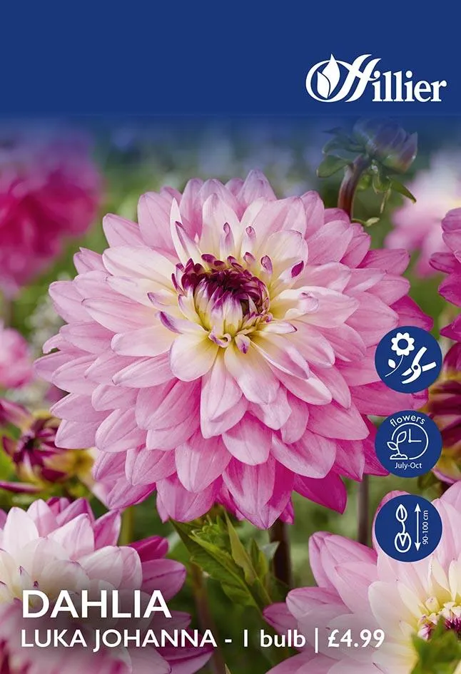 Dahlia Luka Johanna Tubers