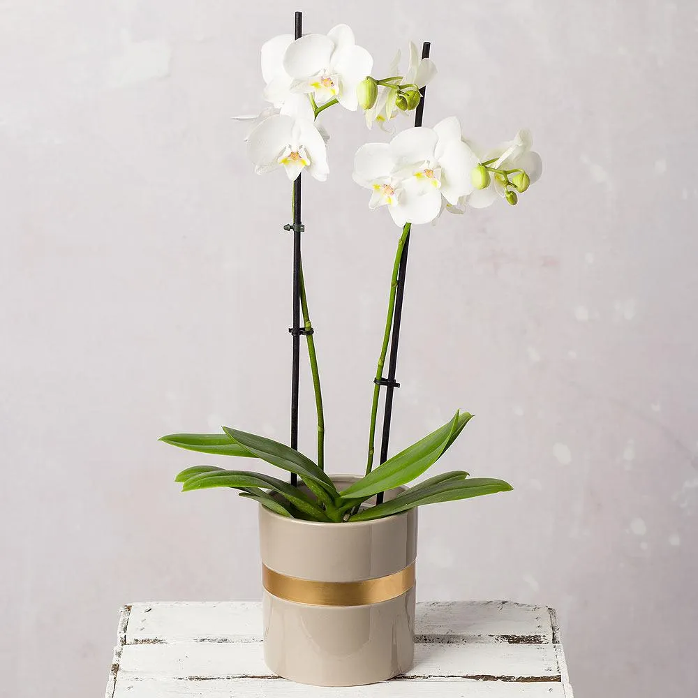 White Orchid in Ceramic Pot
