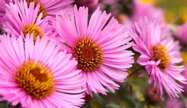 Euonymus japonicus 'Green Rocket' 3 Litre