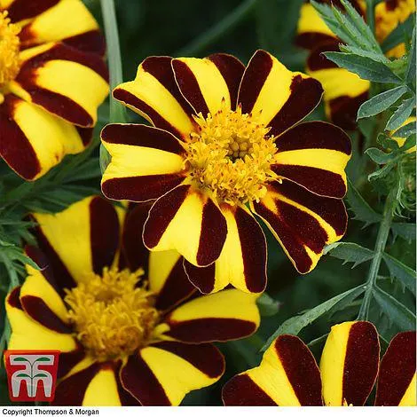Marigold 'Mr Majestic' - Seeds