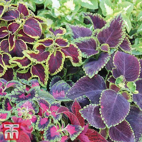Coleus 'Wizard Mixed' - Seeds