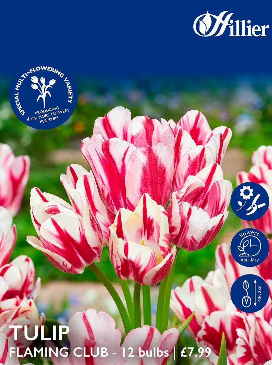 Tulip Bulbs Flaming Club
