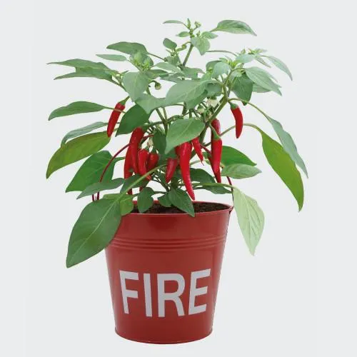 Chilli Fire Bucket Grow Kit