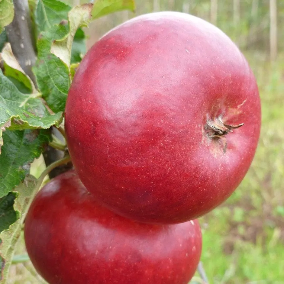 apple 'Fiesta'
