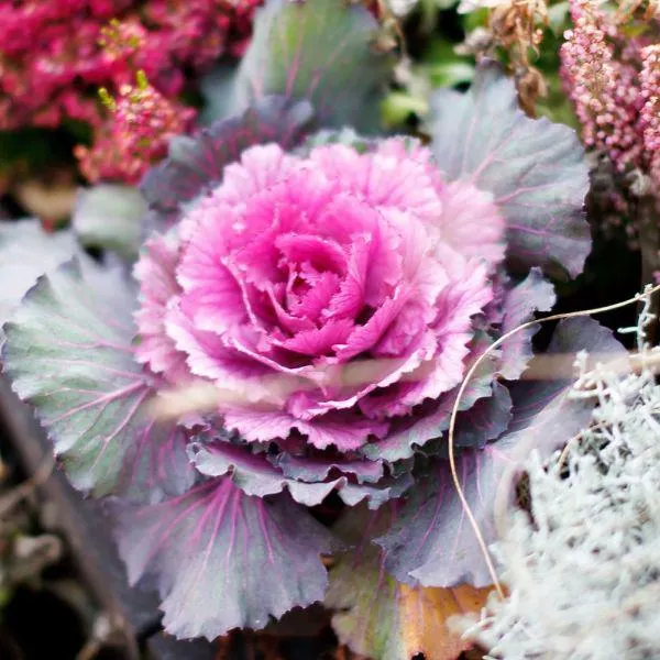 Ornamental Cabbage Mixed Jumbo 6 Pack