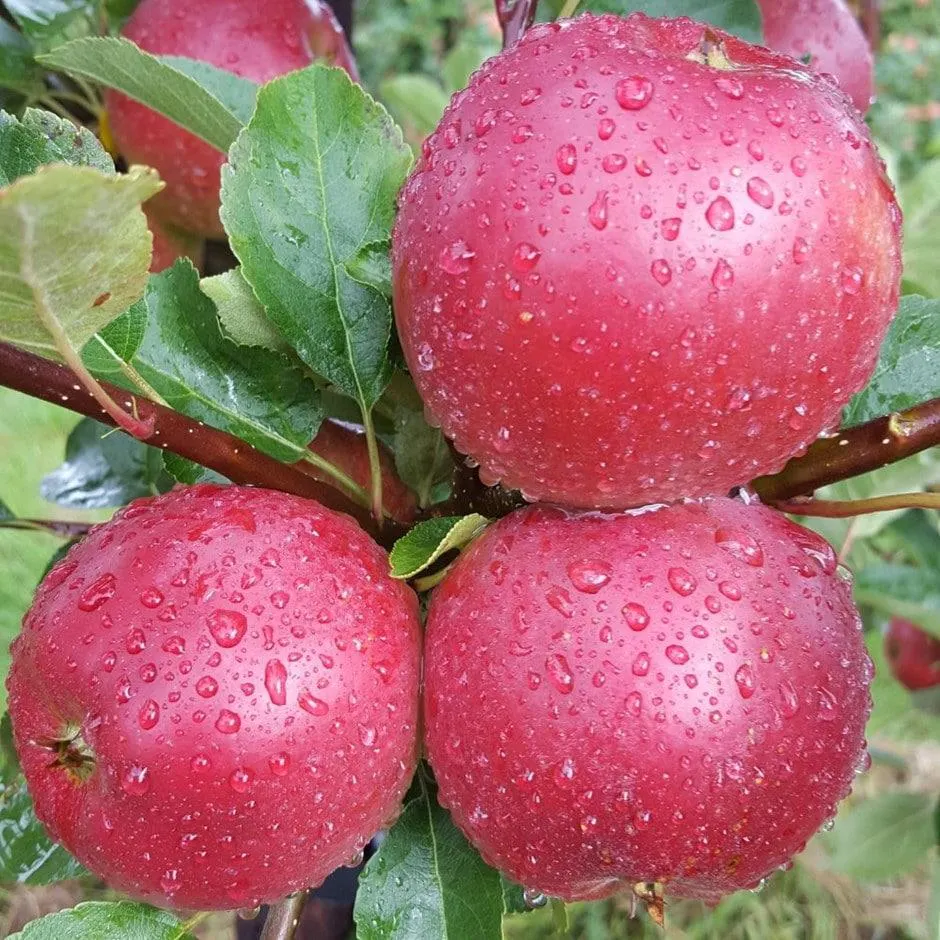 apple 'Worcester Pearmain'