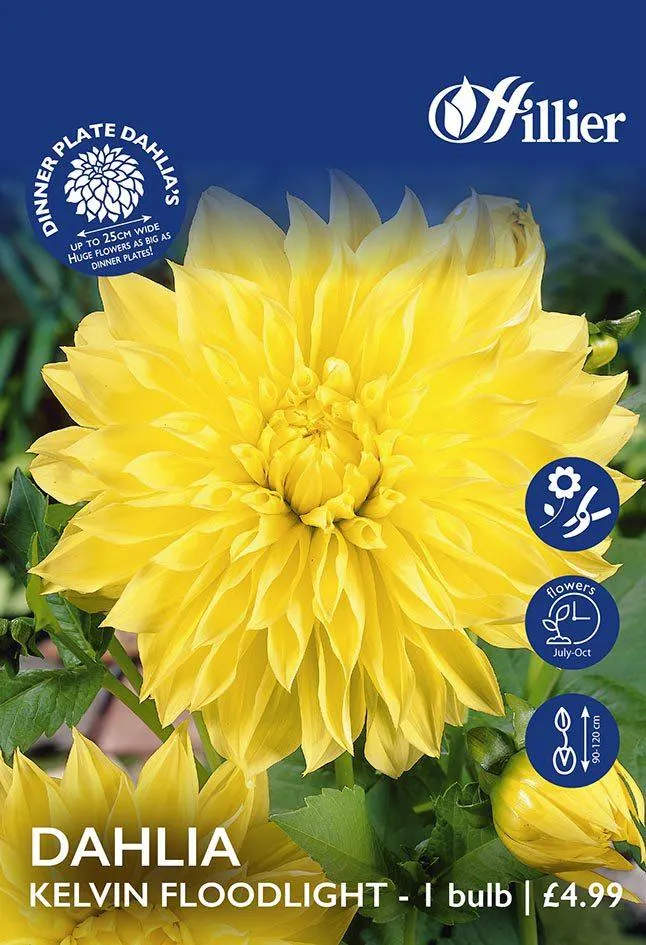 Dahlia Kelvin Floodlight Tubers