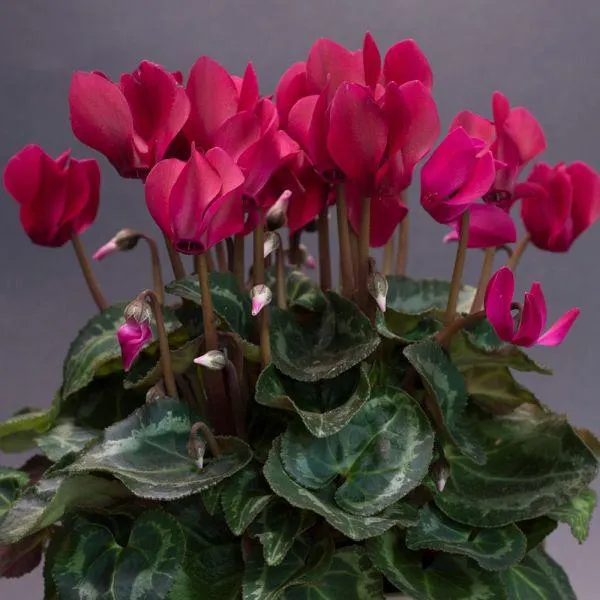 Cyclamen Burgundy 1.5 Litre