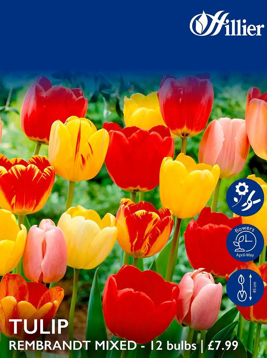 Tulip Bulbs Rembrandt Mixed