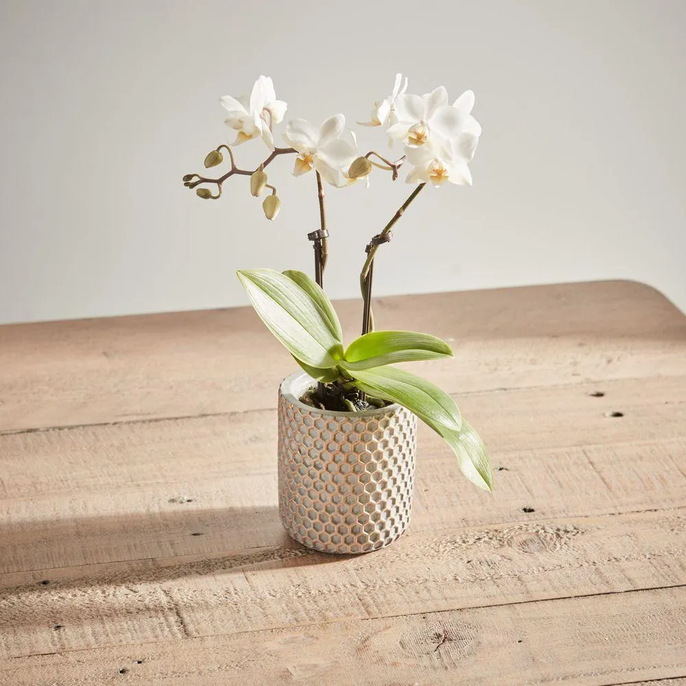 Mini White Orchid