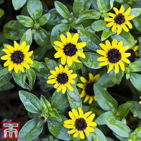 Sanvitalia procumbens 'Yellow With Black Eye' - Seeds