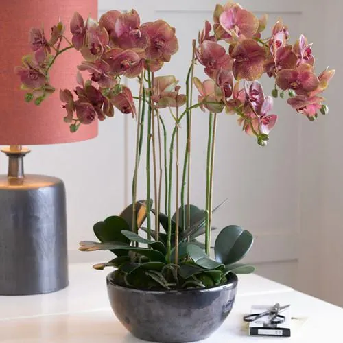 Saturn Orchid Centrepiece
