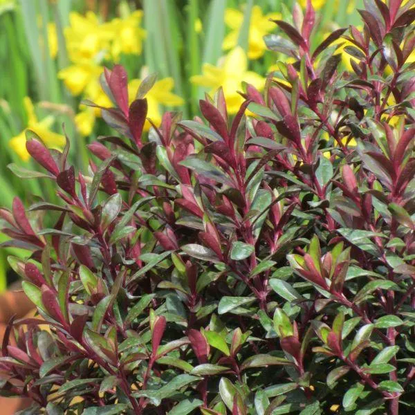 Hebe 'Merlot Memories' 2 Litre