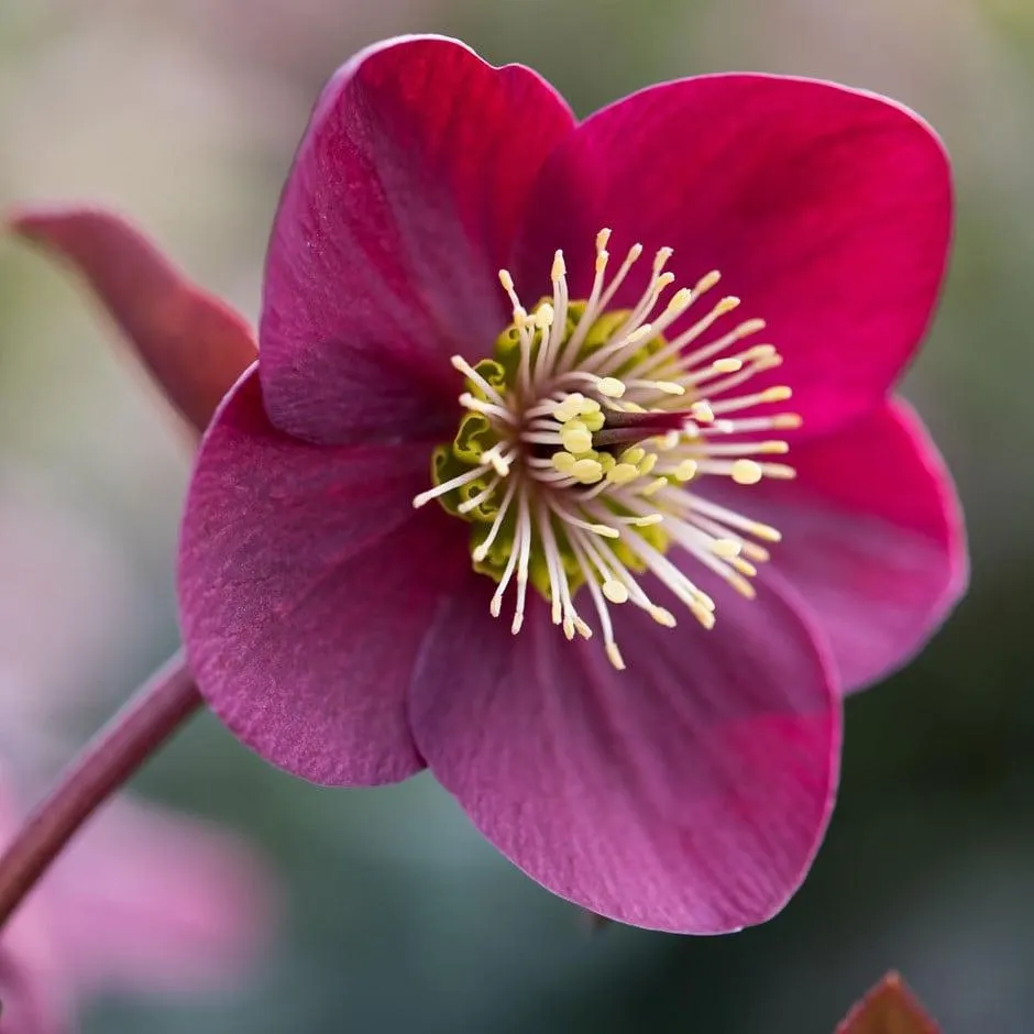 Helleborus (Rodney Davey Marbled Group) Anna's Red ('Abcrd02') (PBR)