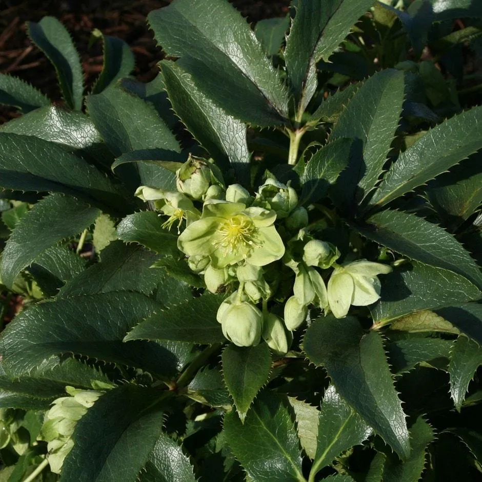 Helleborus argutifolius