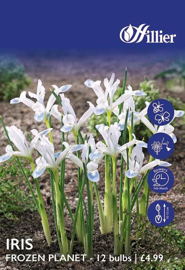 Iris Bulbs Frozen Planet