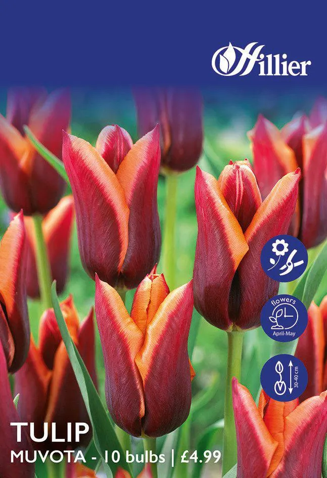 Tulip Bulbs Muvota