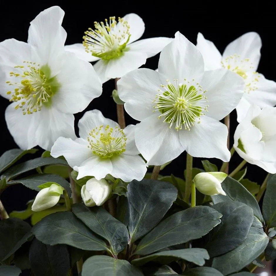 Helleborus niger 'Christmas Carol'