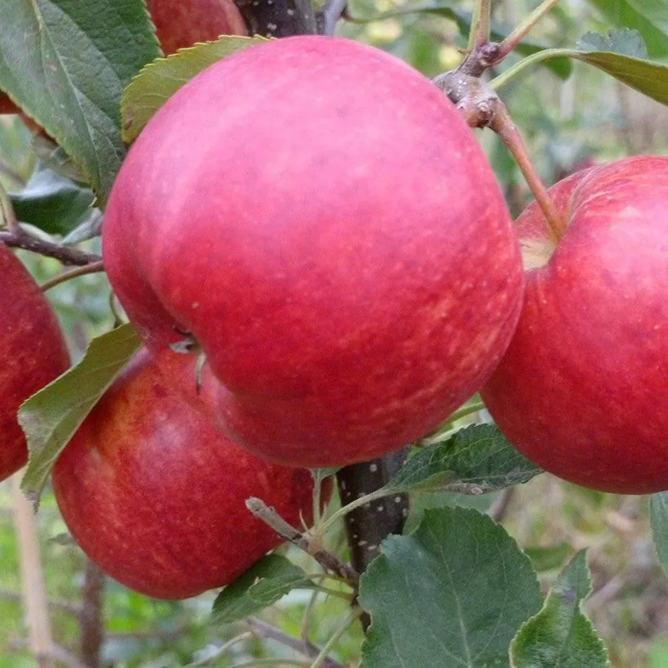 apple 'Gala'