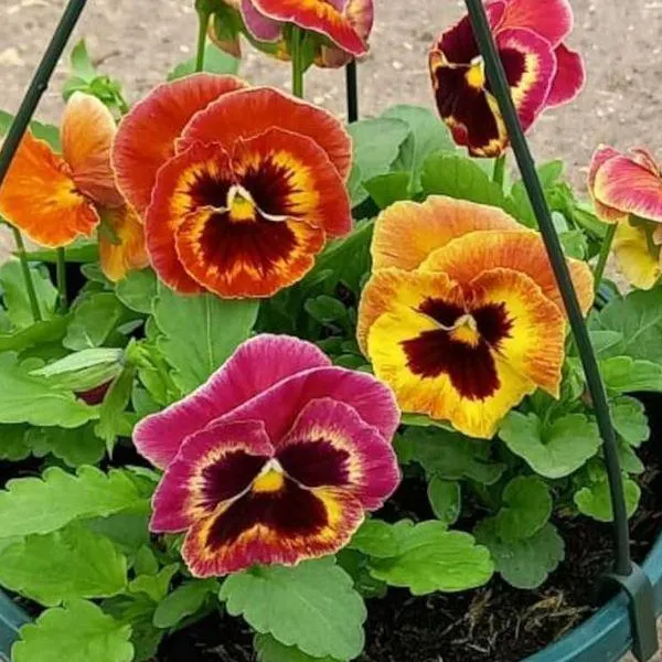 Pansy Mixed Hanging Pot 27cm