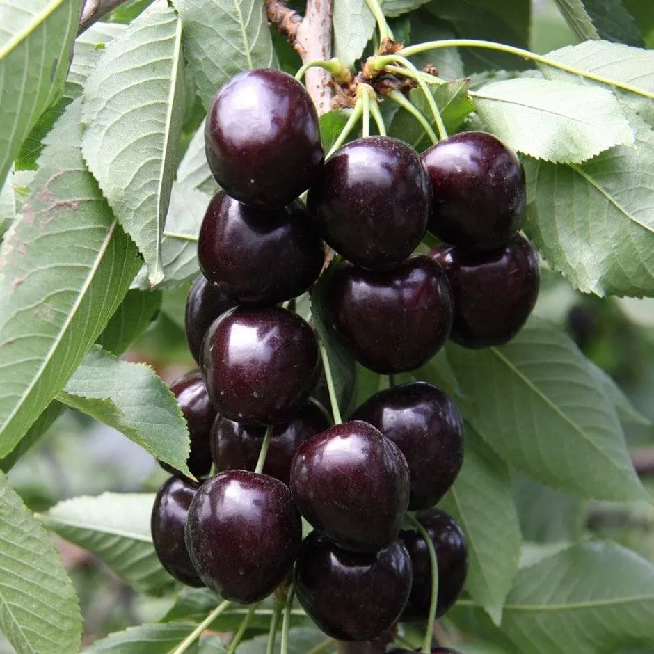 cherry 'Kordia'