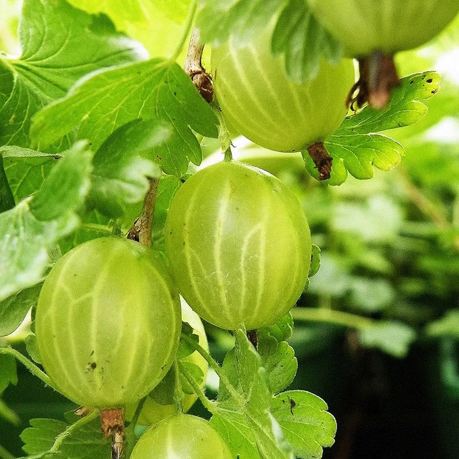 gooseberry 'Hinnonmaki Gron'