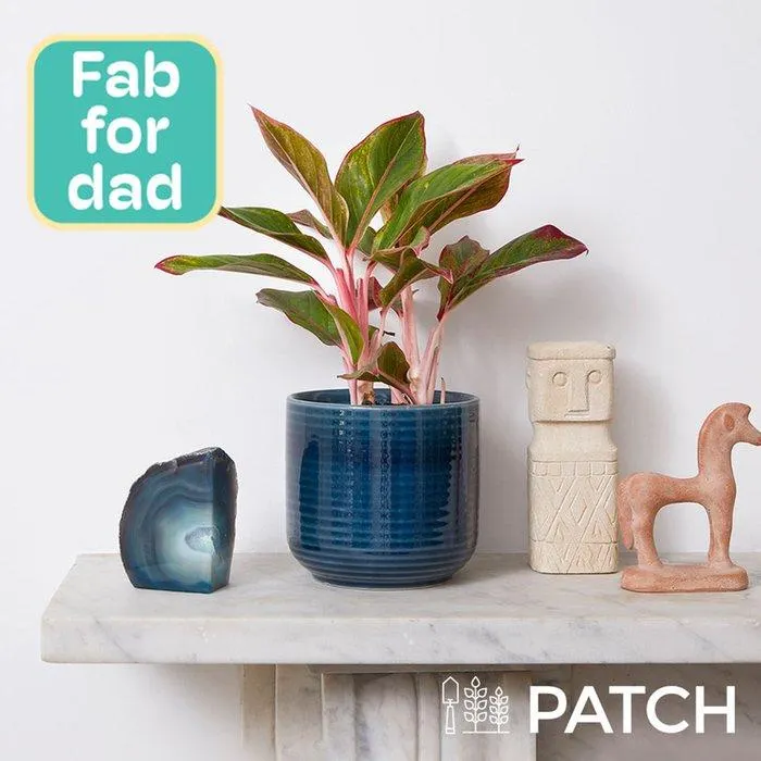 Patch 'Aggie' The Chinese Evergreen With Pot
