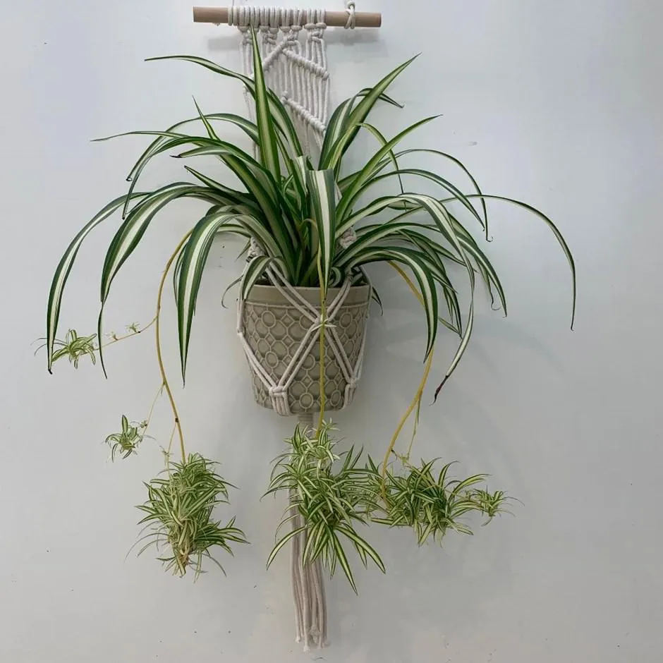 Flowerpot hanger rope ivory