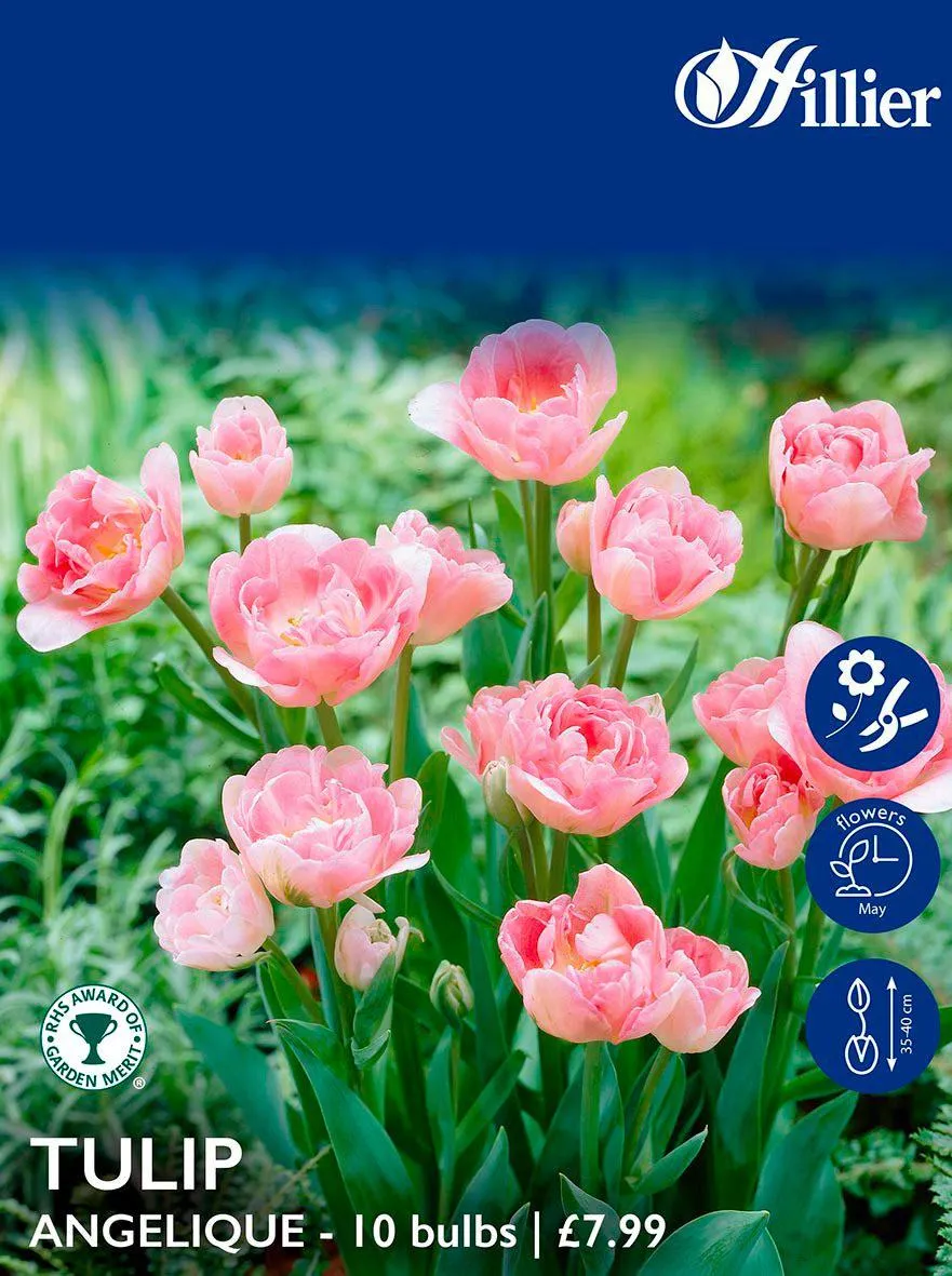 Tulip Bulbs Angelique