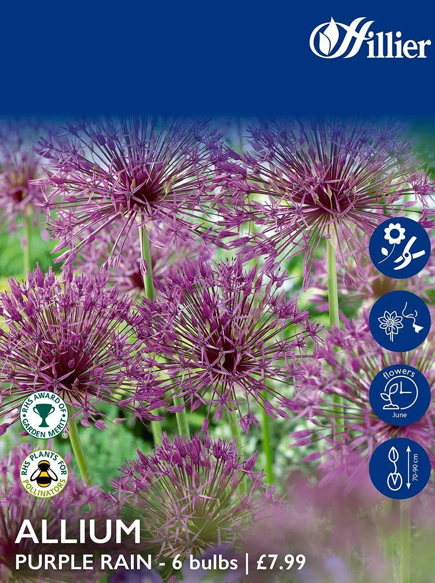 Allium Bulbs Purple Rain