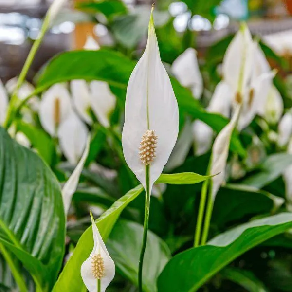 Spathiphyllum Sweet Chico 17cm
