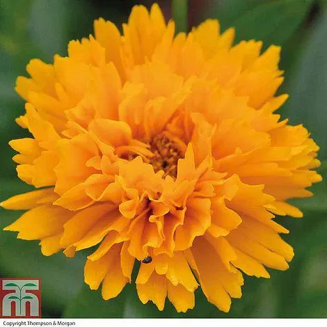 Buy 2 or more packs of 15 Garden Ready plants and save £5 a pack