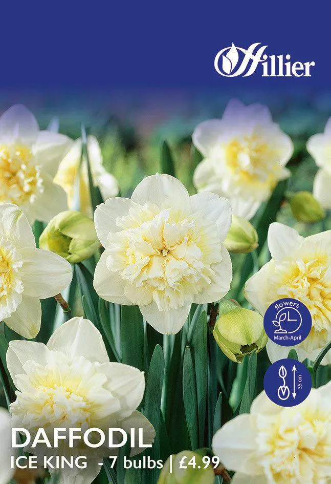 Daffodil Bulbs Ice King