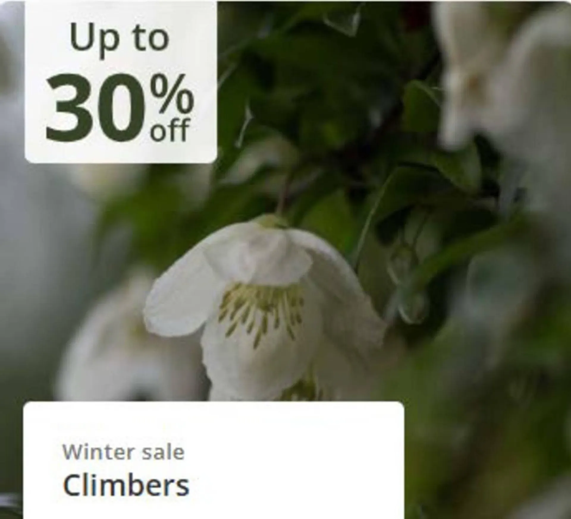 Crocus leaflet from 24 December to 8 January 2026 - Catalogue Page 3