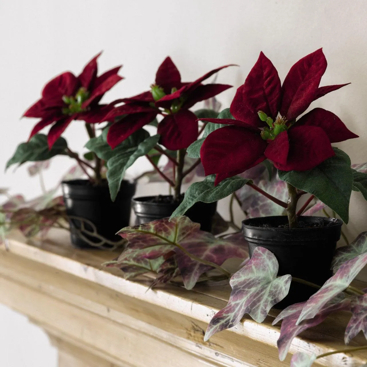 Mini Red Poinsettia
