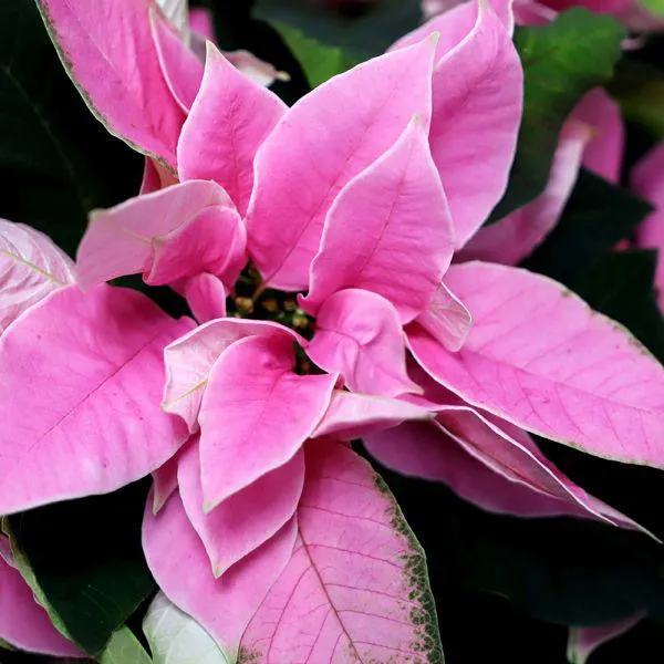 Poinsettia Pink 1.5 Litre