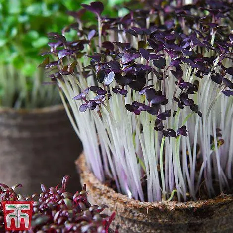 Microgreens Mustard 'Red Lace' - Seeds