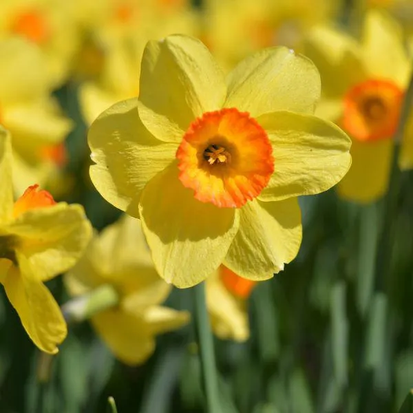 Narcissus 'Scilly Valentine' 1 Litre