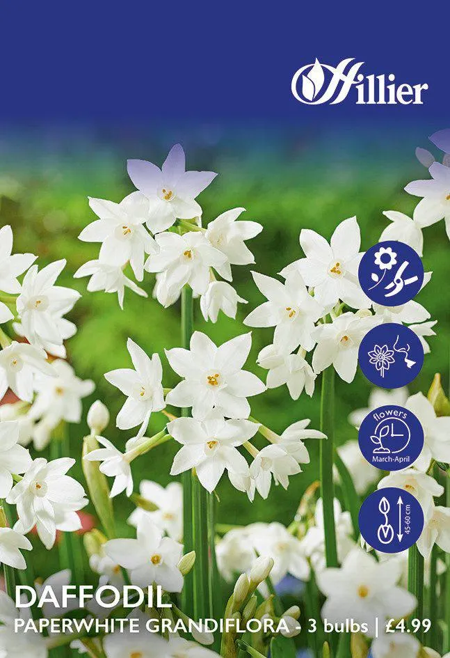 Daffodil Bulbs Paperwhite Grandiflora