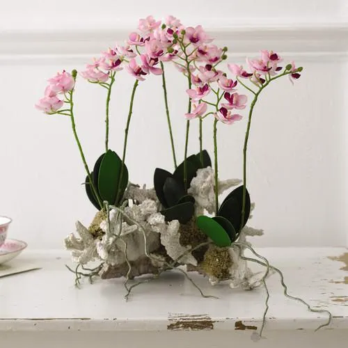 Phalaenopsis Coral Garden