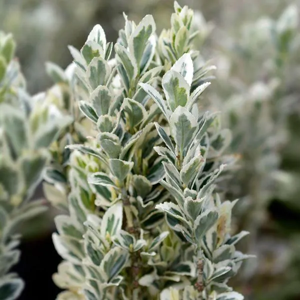 Euonymus japonicus 'White Spire' 4.5 Litre