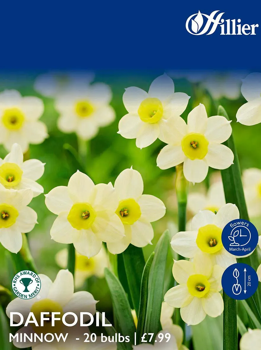 Daffodil Bulbs Minnow