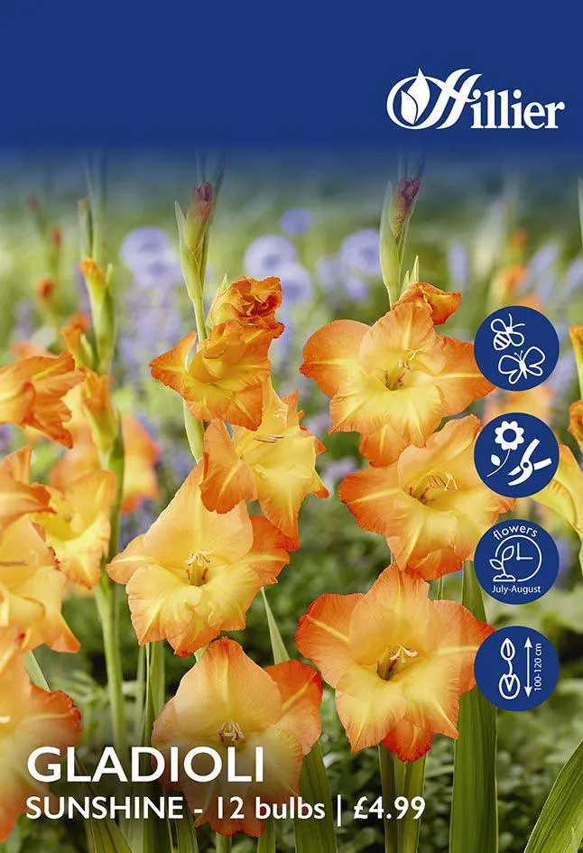 Gladioli Sunshine Bulbs